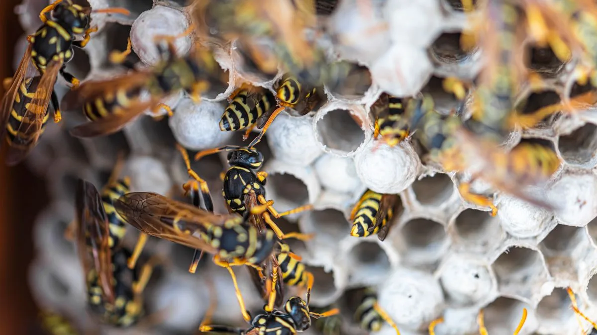 Wasp Nest Activity Surges 61% in UK, Experts Warn of Unusual Hiding Spots