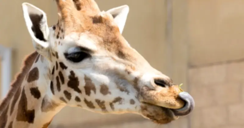 UK Zoo Shuts Over Animal Welfare as Heatwave Breaks June Records
