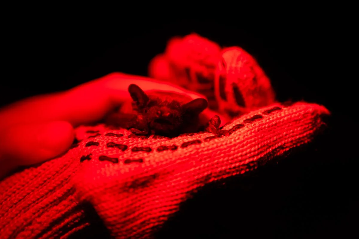 Ukrainians Release War-Rescued Bats in Symbol of Hope