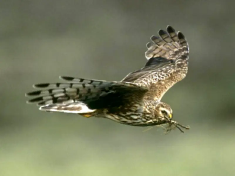 UK's 'Bermuda Triangle' for birds: Hen Harrier vanishes on Ruabon Moor