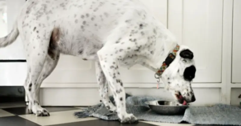 Urgent Dog Food Recall Over Brain Damage Fears - Life-Threatening Risk