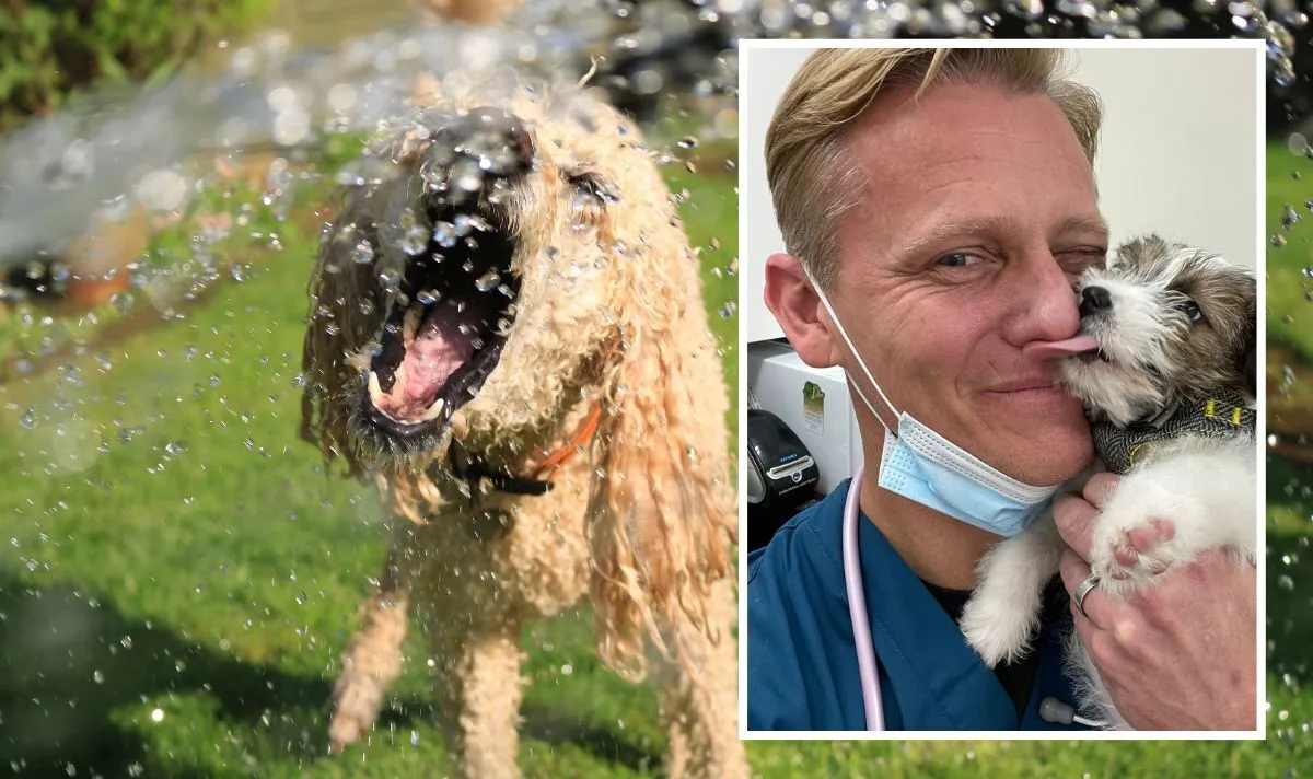 UK Dog Owners Urged to Protect Pets from Heatwave Dangers