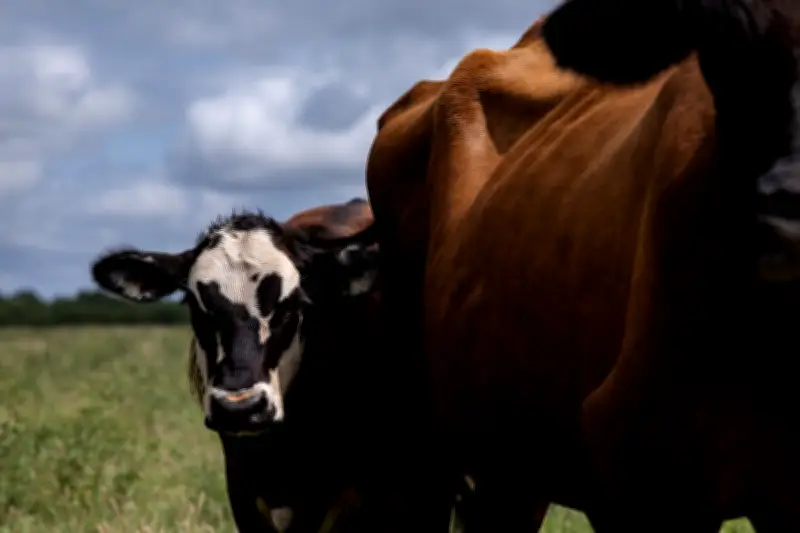 US Confirms 3 More Flesh-Eating Screwworm Cases in Texas and New Mexico