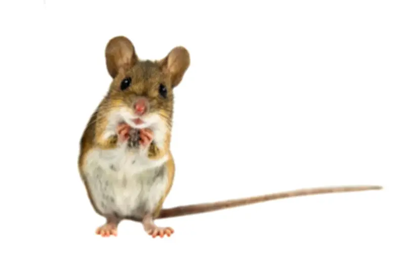 US Congresswoman Nancy Mace Targets 'Trans Mice' in Controversial Bill