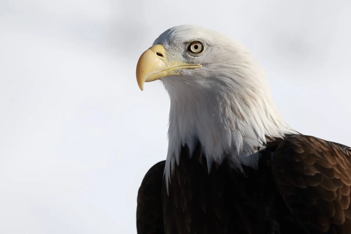 USPS Bald Eagle Stamps Mark America's 250th Anniversary