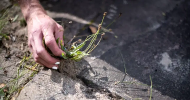 Vanish Patio Weeds with Three Household Ingredients, Says YouTuber