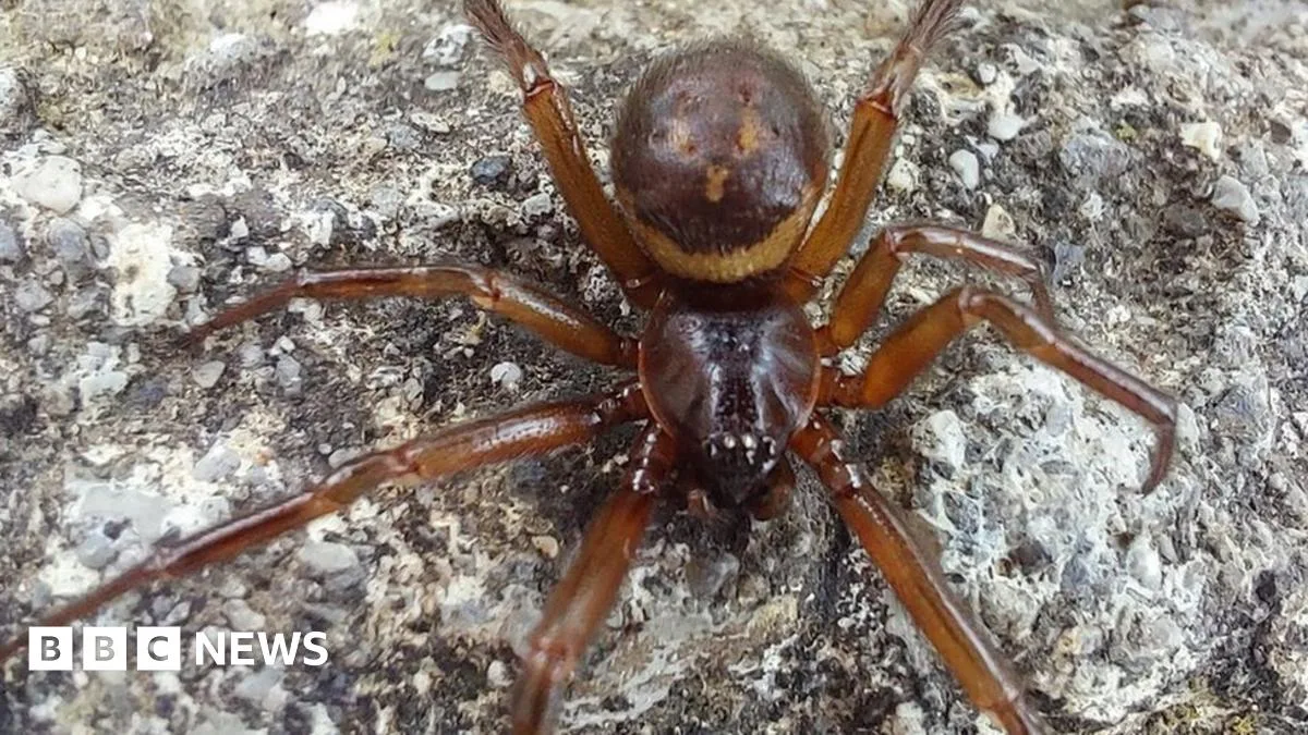 False Widow Spider Venom 230 Times Stronger Than Native Irish Species, Study Finds