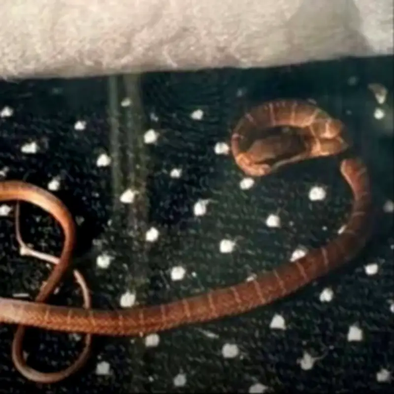Venomous Snake Escapes on UK Flight, Terrifying Passengers