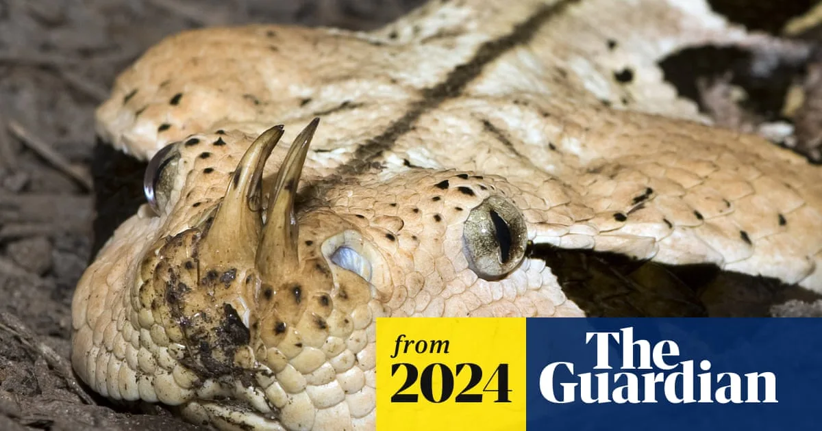 Venomous Snakes to Migrate to Coasts as Climate Warms, Study Warns