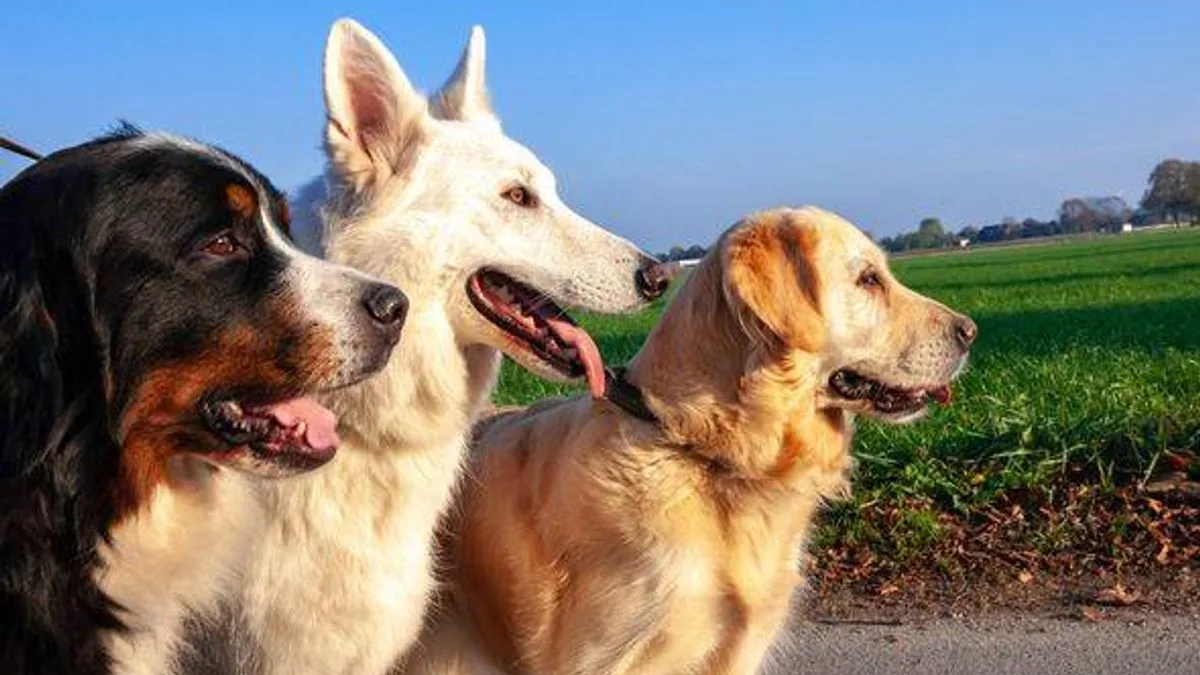 Vet Claims Belgian Malinois More Aggressive Than Pitbulls