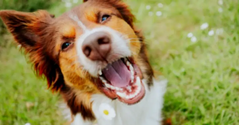 Vet Explains Why Dogs Eat Grass: Not Because They Feel Sick