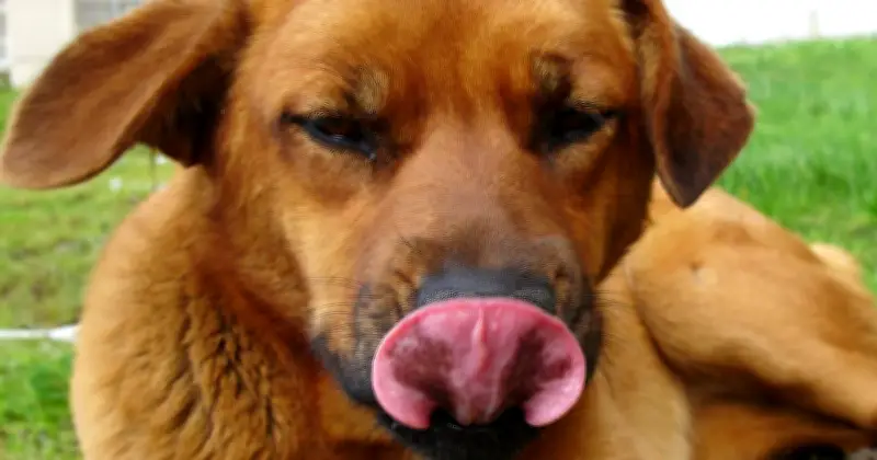 Vet Explains Why Dogs Lick Their Lips: Not Hunger, But Stress or Health Issues
