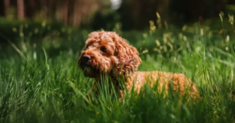 Vet Hospital Warns Dog Owners About Adder Bites in Forest Walks This June