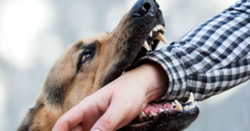 Vet names 3 dog breeds most likely to bite: not pit bulls or Rottweilers