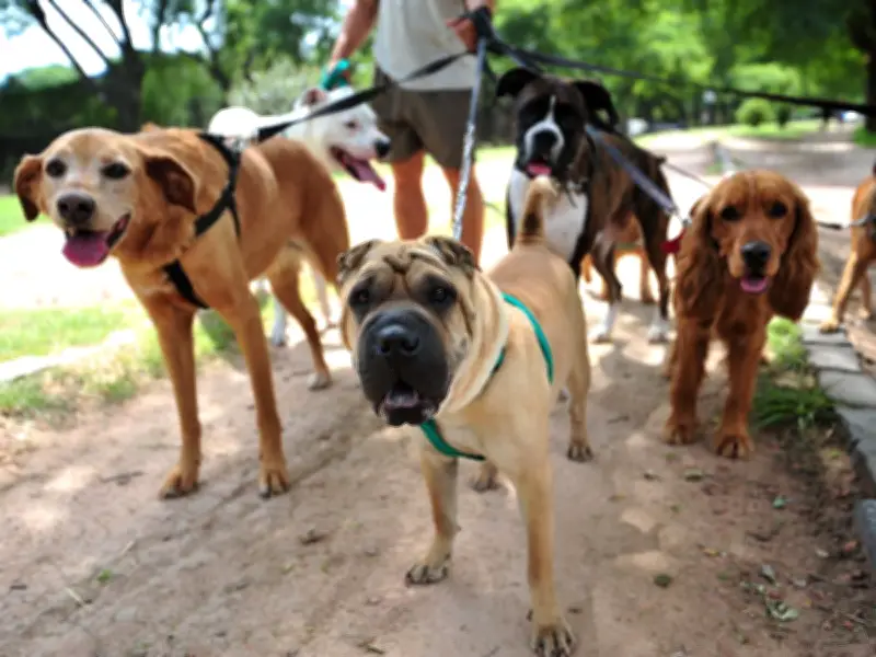 Vet Names 3 Dog Breeds Most Likely to Bite, Stuns Owners