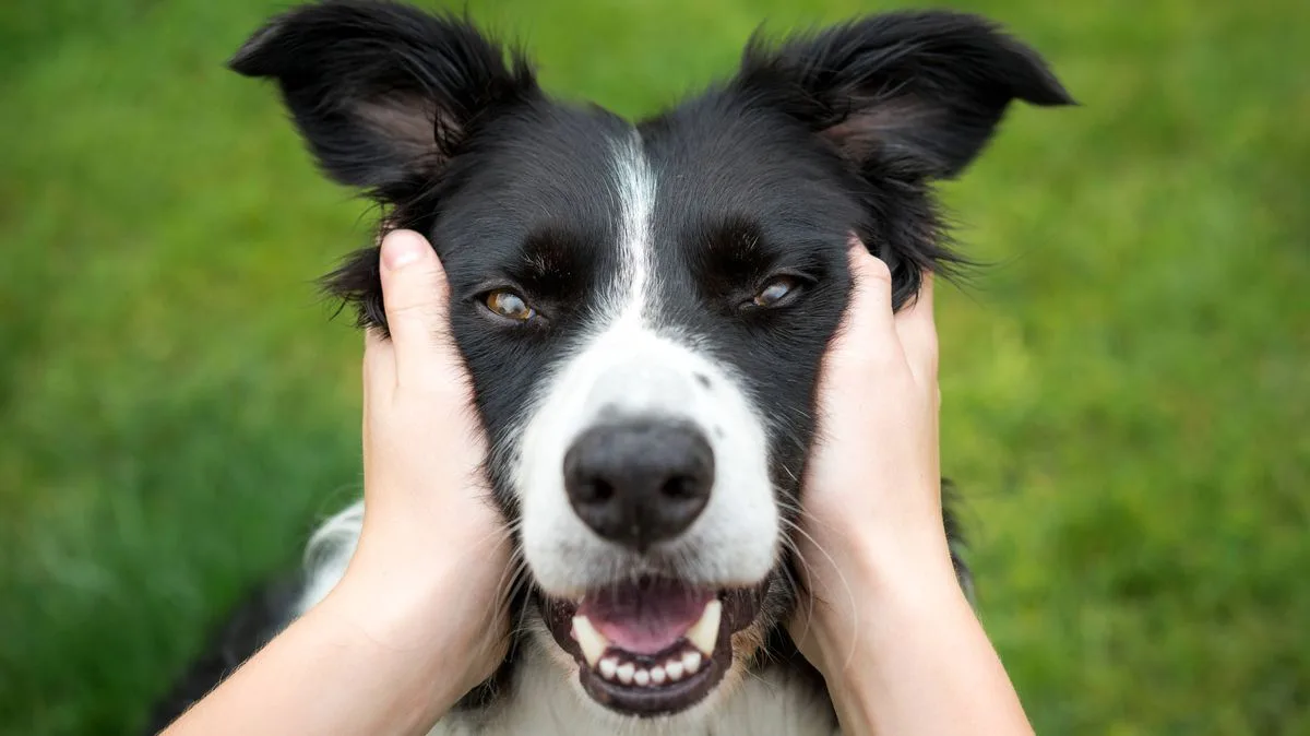 Vet Reveals 10 Healthiest Dog Breeds in the UK