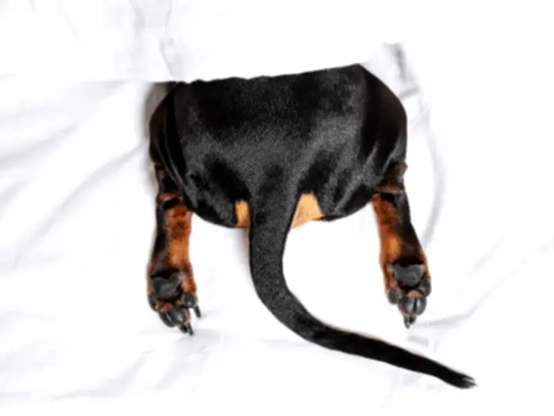 Vet Reveals 5 Dog Breeds He Loves But Wouldn't Own Due to Health Issues