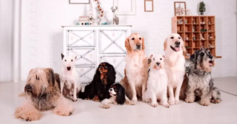 Vet reveals 5 dog breeds he'd never own, including popular Frenchie