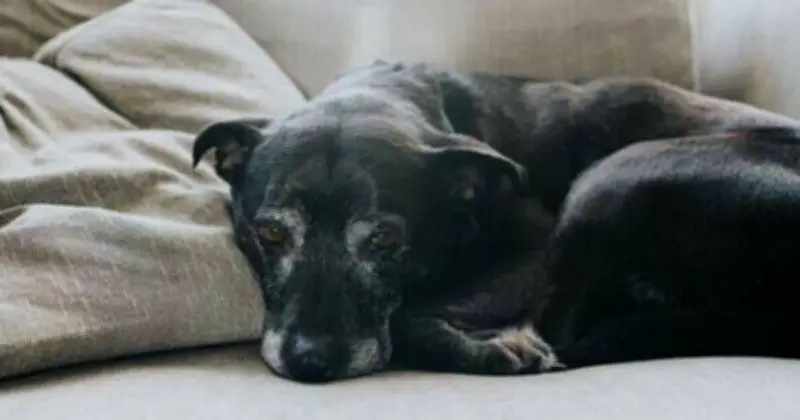 Vet Reveals 6 Key Signs Your Dog May Have Dementia