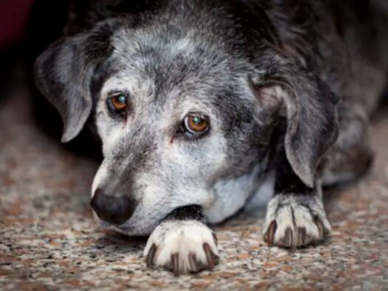 Vet Reveals 6 Signs Your Dog May Have Dementia and When to Seek Help