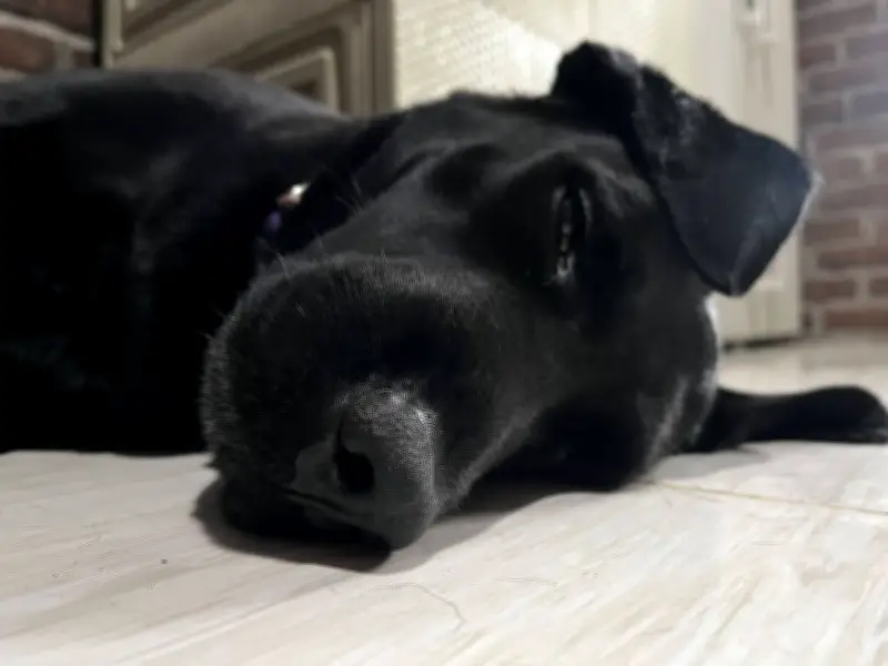 Vet Reveals 9 Dog Breeds She Would Happily Own and Why