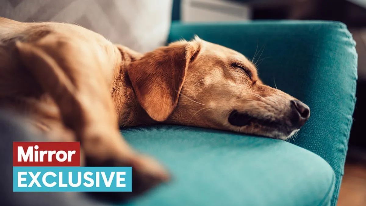 Pet Psychic Reveals Dogs' Final Thoughts Before Death: 'They Want Us to Know They Are Okay'