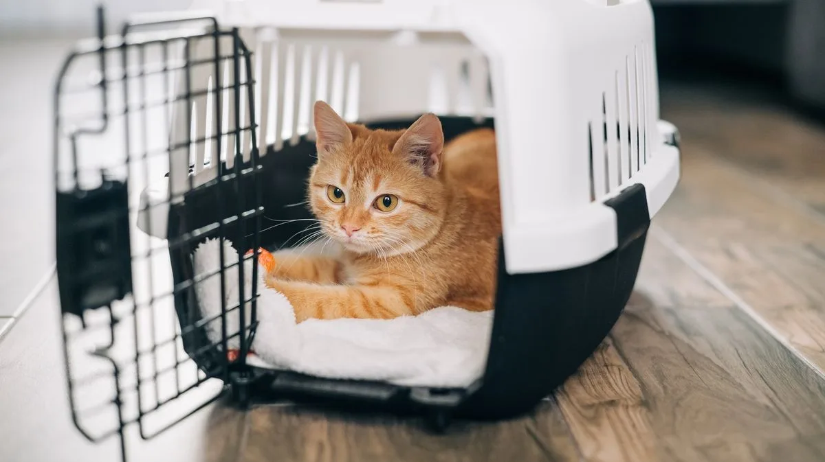 Vet Reveals Pets Can Fake Illness for Attention