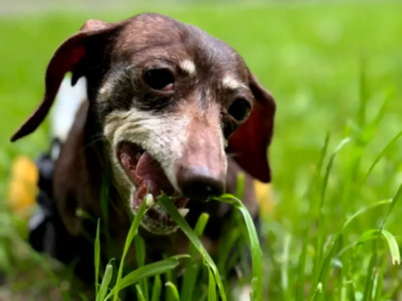 Vet Reveals Real Reason Dogs Eat Grass: It's Not Illness