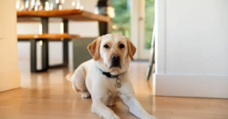 Vet Reveals the Only 9 Dog Breeds She Would Personally Own as Pets