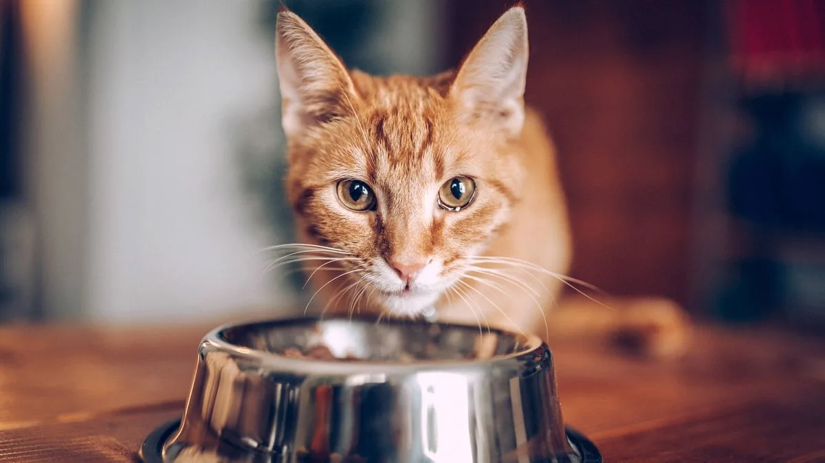 Vet Explains Why Cats Prefer Drinking Outside Over Indoor Water Bowls