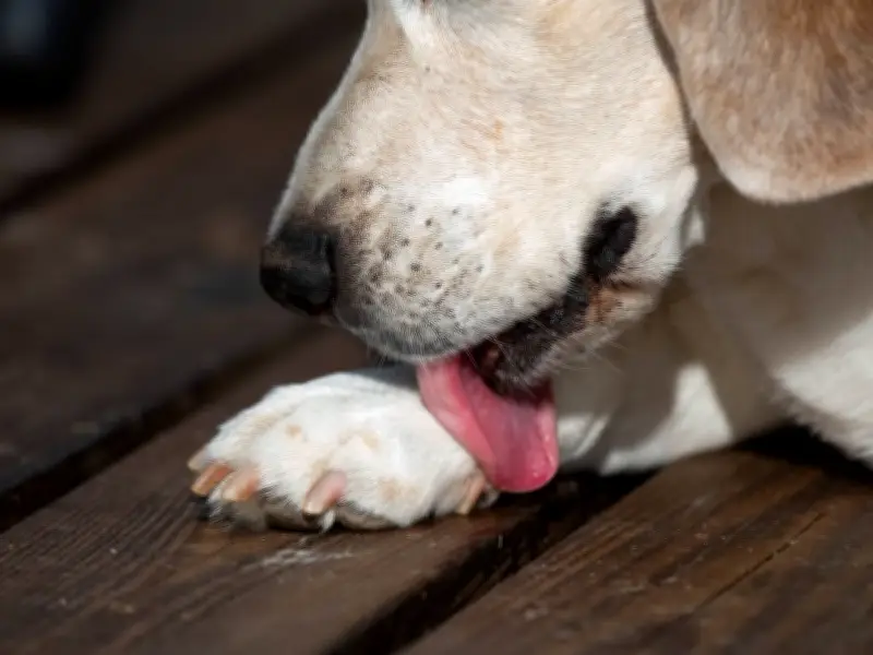 Vet Reveals Why Dogs Lick and Bite Their Paws: Not Normal Behavior