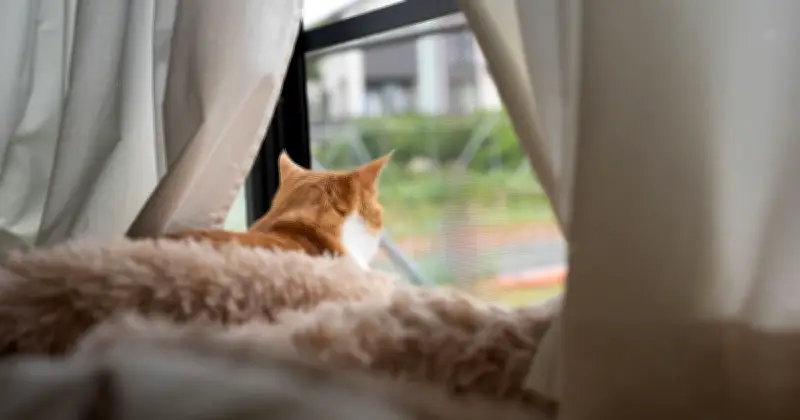 Vet Settles Debate on Whether Keeping Cats Indoors Is Cruel