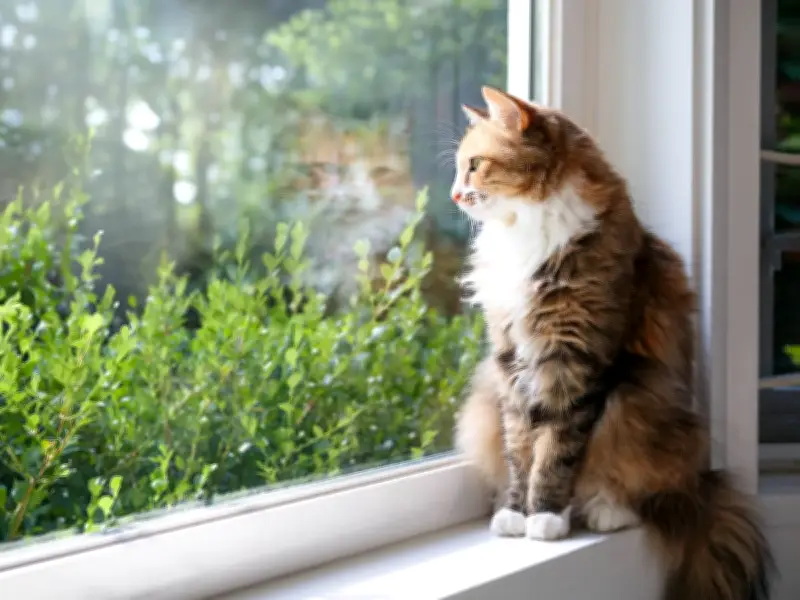 Vet Settles Debate on Whether Keeping Your Cat Indoors Is Cruel