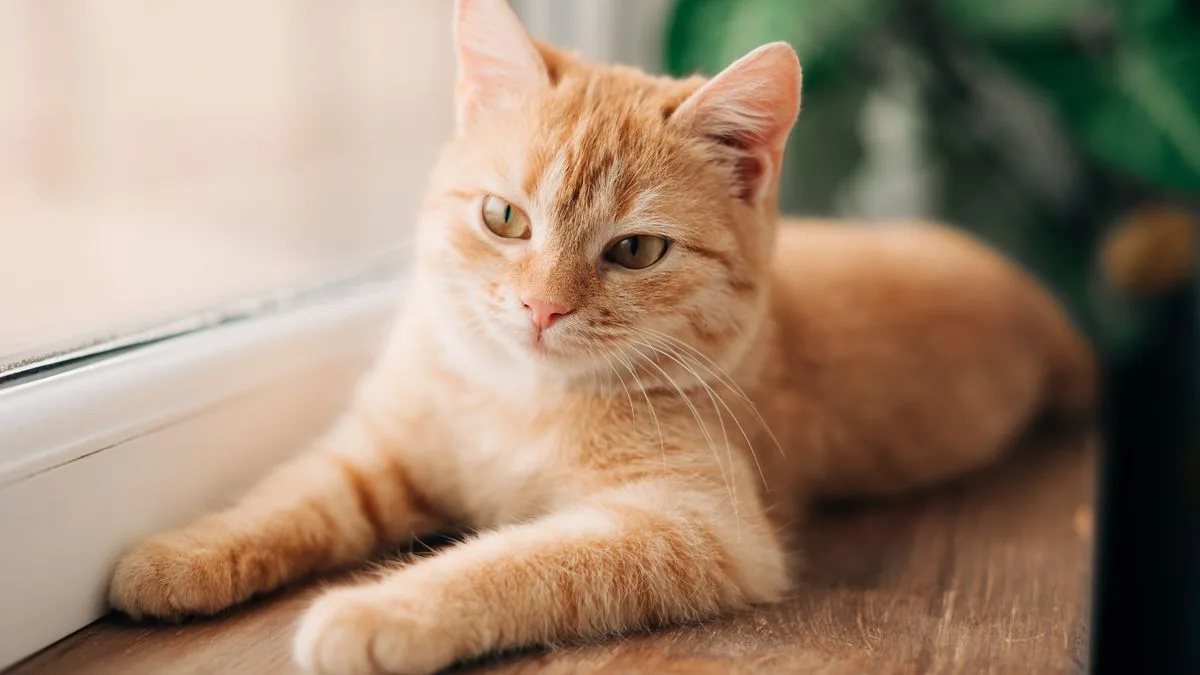 Vet Shares 4 Simple Ways to Keep Cats Cool During UK Heatwave