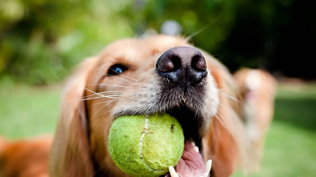 Vet Warns Tennis Balls Cause Irreversible Tooth Damage in Dogs