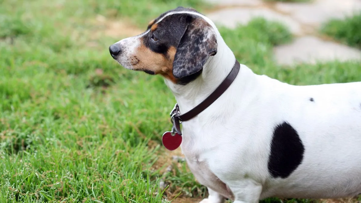Vet warns of three common mistakes that could shorten your pet's life