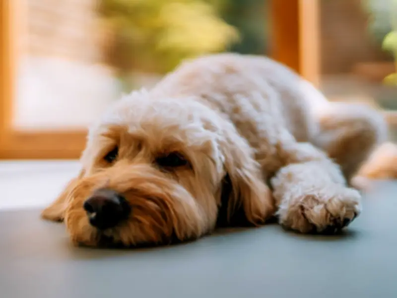 Vet Urges Dog Owners to Do 5-Second Test Before Summer Walks