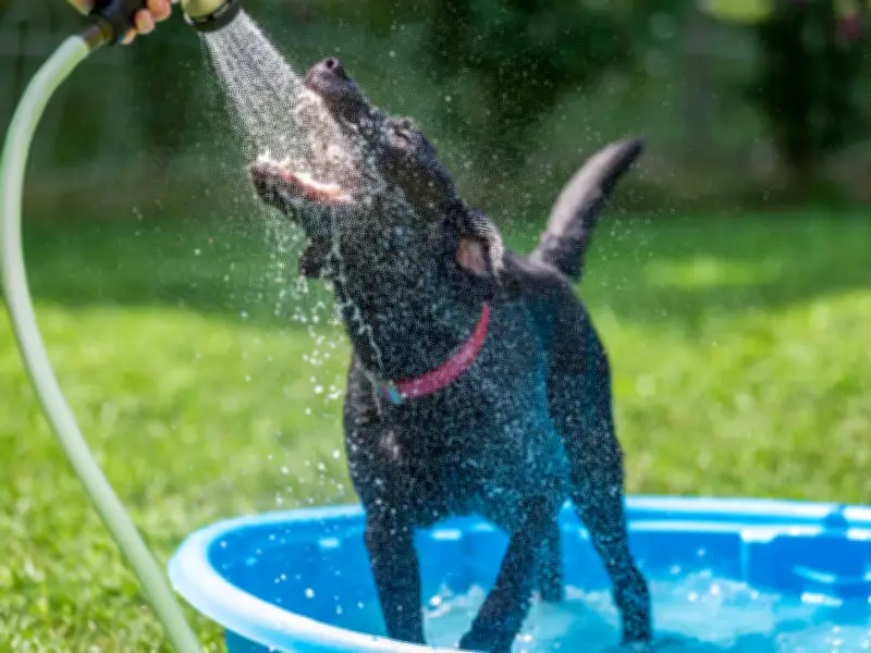Vet Urges Pet Owners to Use Sun Cream on Dogs and Cats During Heatwave