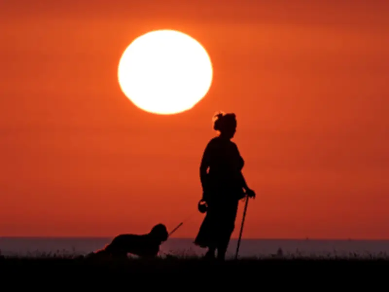 Vet Warns Against Walking Dogs in 40°C UK Heatwave