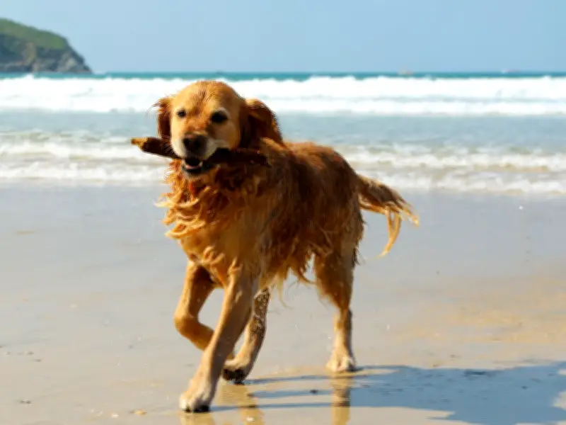 Vet Warns Dog Owners of Hidden Summer Danger: Water Poisoning