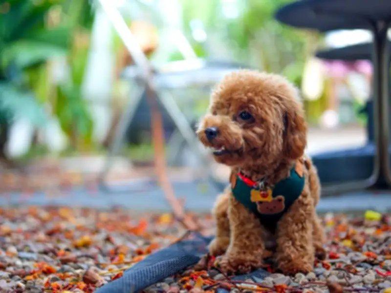Vet Warns Dog Owners: Swap Collars for Harnesses in UK Heatwave
