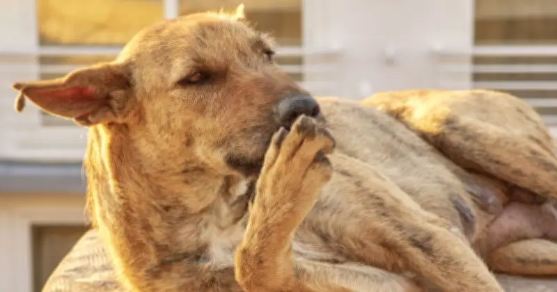 Vet warns dog paw licking and biting is not normal, signals health issues
