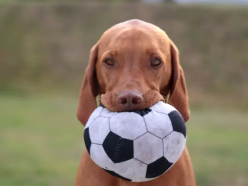 Vet Warns Large Dog Breed Owners About Arthritis Risk