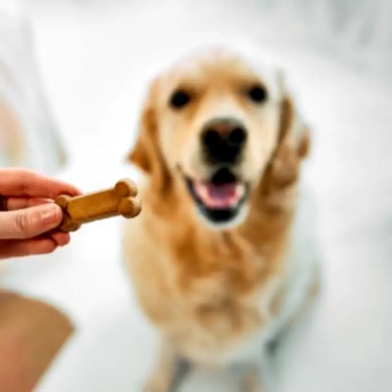 Vet Warns Most Dental Chews for Dogs Are 'Completely Ineffective'
