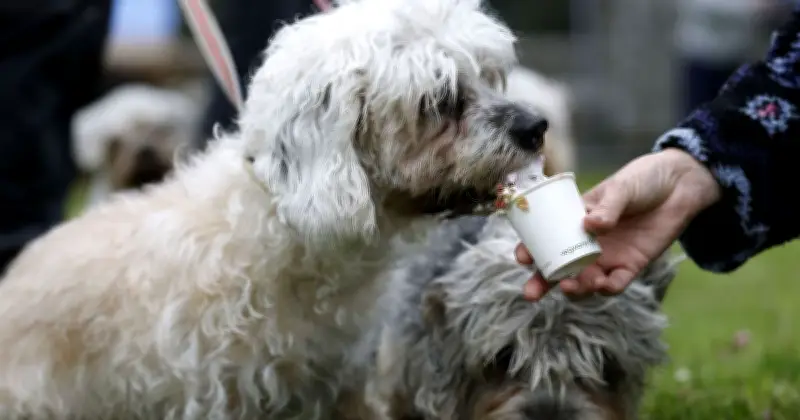 Vet Warns: Never Take Your Dog to the Pub During Football Matches