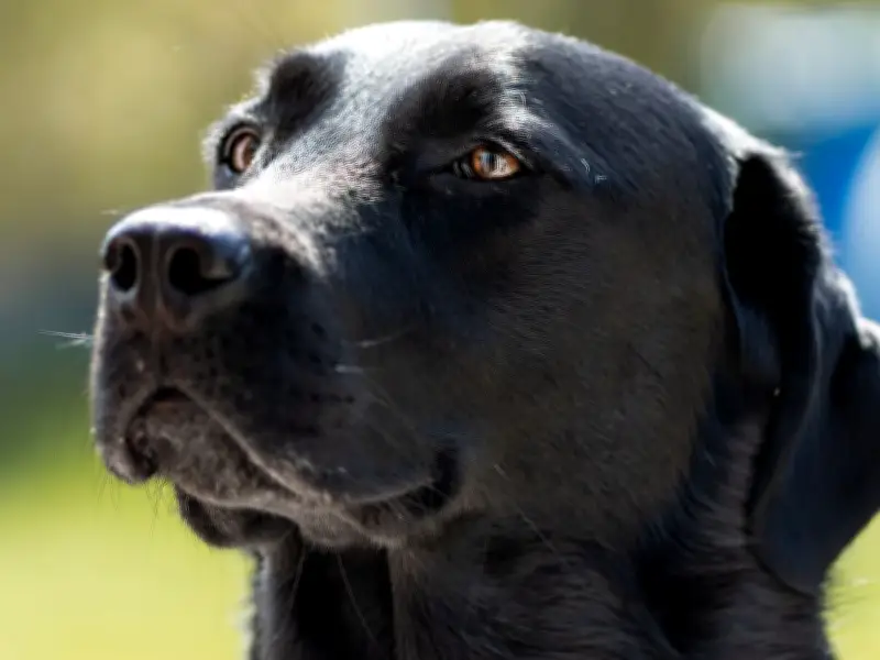 Vet Warns Owners of Large Dog Breeds About Arthritis Risk
