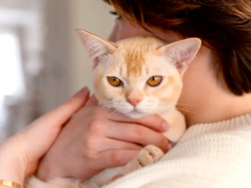 Vet Warns Pet Owners About Deadly 48-Hour Window in Cats