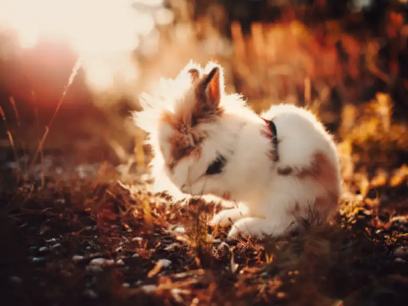 Vet Warns Rabbits Dying from Heatstroke, Urges Owners to Use a Flannel