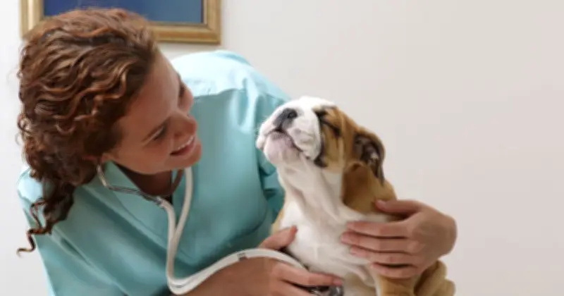 Vets Agree: The One Dog Breed They Would Never Own