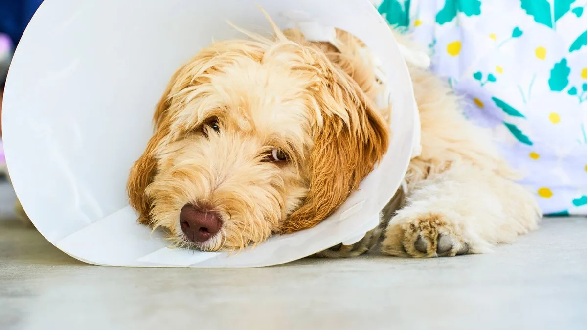 Vet Issues Easter Alert: 6 Symptoms of Chocolate Poisoning in Dogs